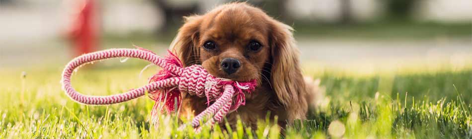 Pet sitters, dog walkers in the Ambler, Montgomery County PA area